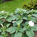 Datura metel 'Belle Blanche'